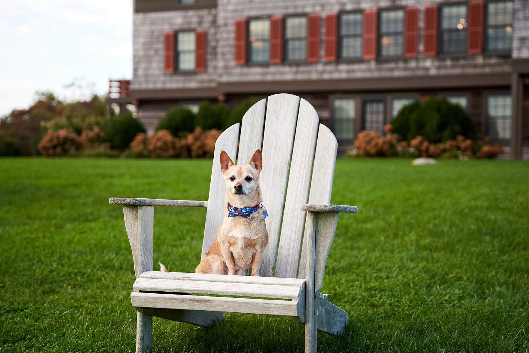 At Weekapaug Inn, dogs are a special part of our family
